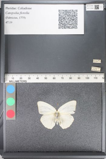 Media type: image;   Entomology 117364